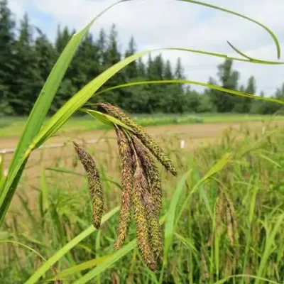 Sedge, Merten's Carex mertensii
