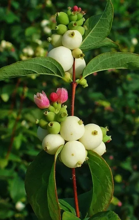Snowberry, Creeping Symphoricarpos mollis