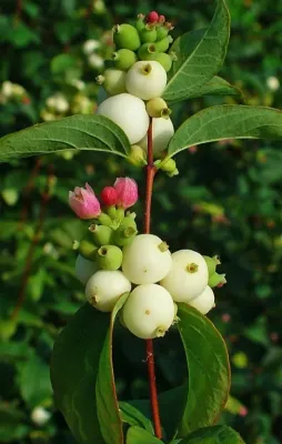 Snowberry, Creeping Symphoricarpos mollis