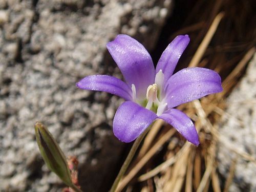 Brodiaea, Harvest Brodiaea elegans