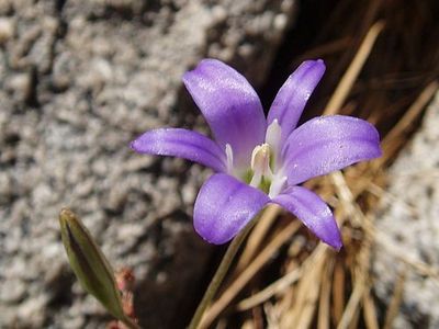 Brodiaea, Harvest Brodiaea elegans