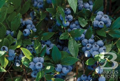 Blueberry, 'Northcountry' Vaccinium Corymbosum