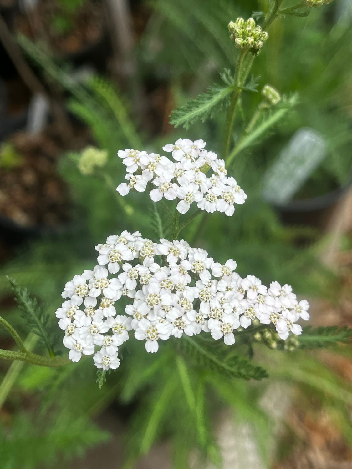 Yarrow Achillea millefolium
