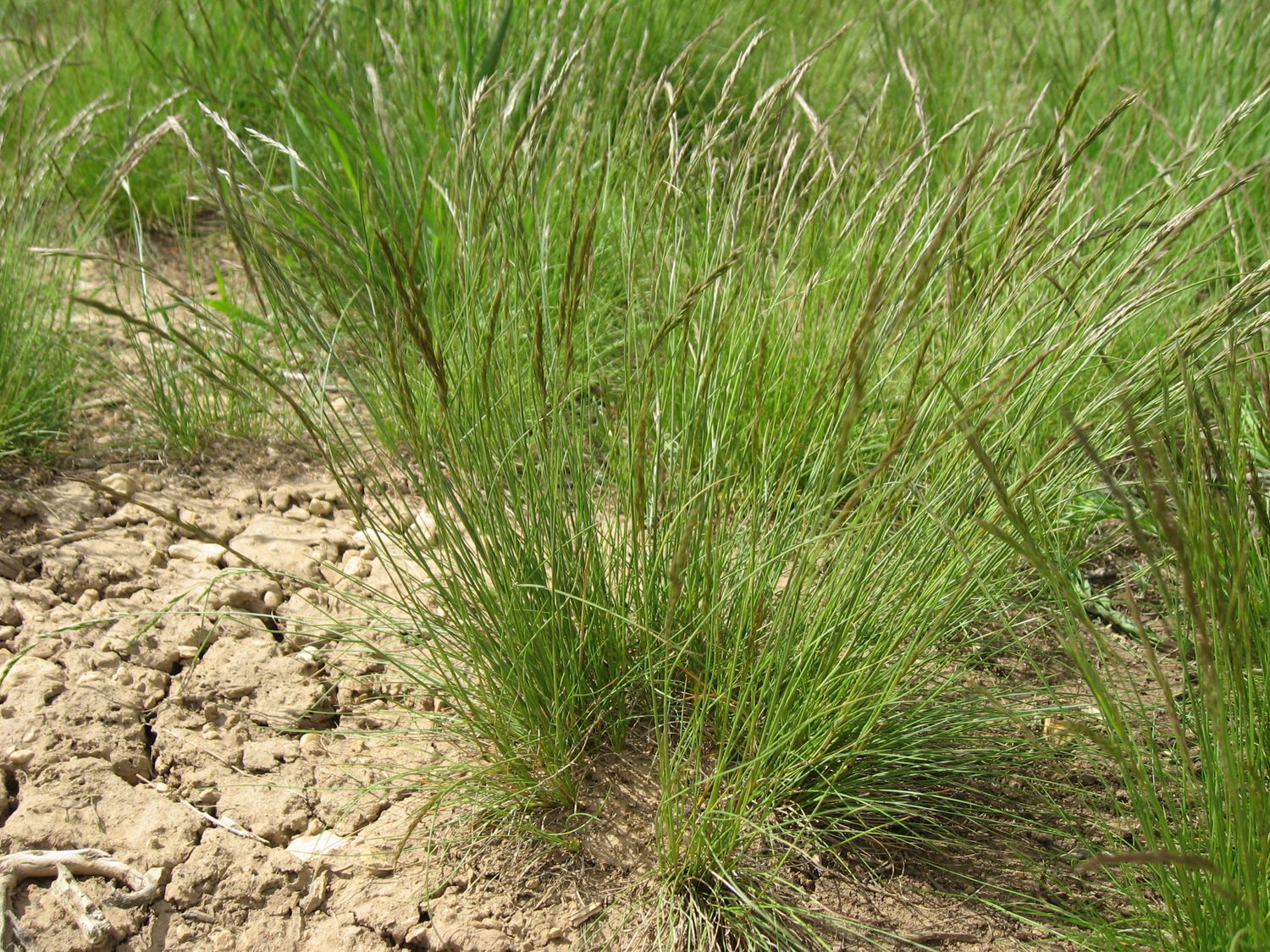 Fescue, Idaho Festuca idahoensis