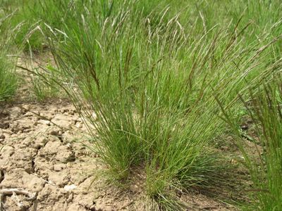 Fescue, Idaho Festuca idahoensis