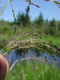 Grass, American Manna Glyceria grandis