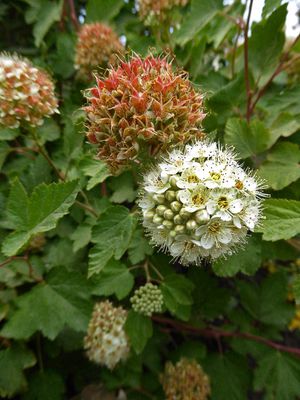 Ninebark, Pacific Physocarpus capitatus