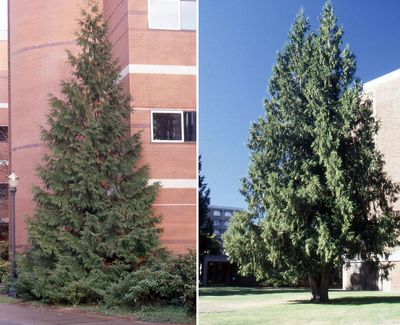 Cedar, Western Red Thuja plicata