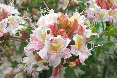 Rhododendron, W. Azalea Rhododendron occidentale