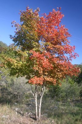 Maple, Douglas Acer glabrum var. douglasii