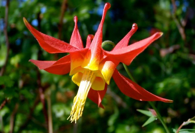 Columbine, Red Aquilegia formosa