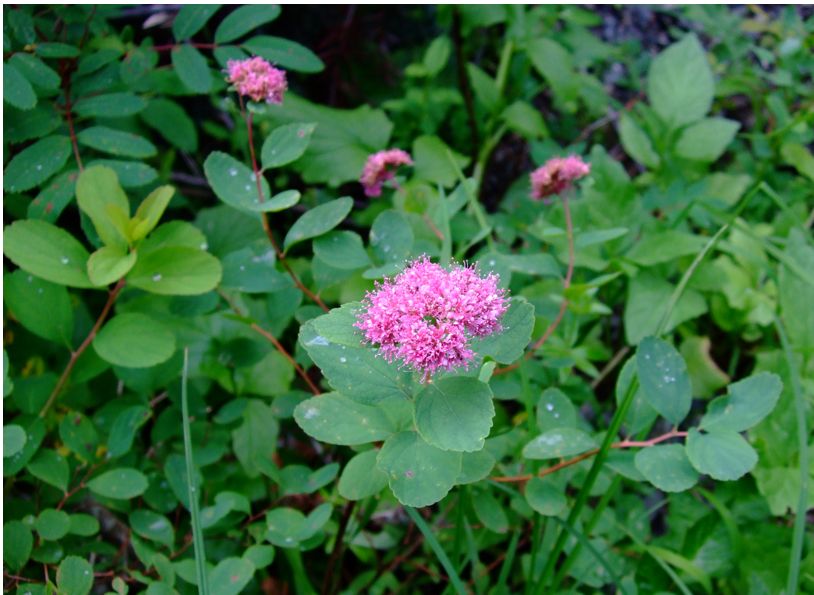 Spiraea, subalpine Spiraea splendens