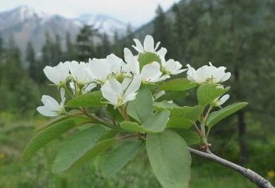 Serviceberry Amelanchier alnifolia