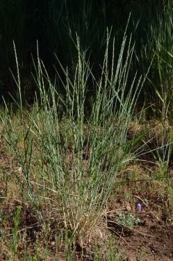 Wildrye, Blue Elymus glaucus