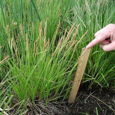 Sedge, Sitka Aquatic Carex aquatilis