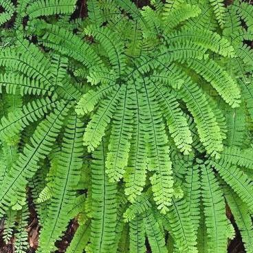 Fern, Maidenhair Adiantum aleuticum