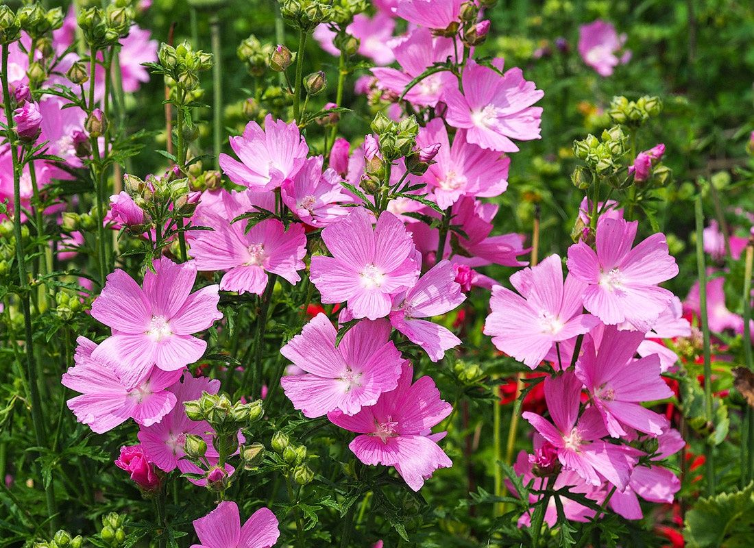 Checker-mallow, Henderson's Sidalcea hendersonii