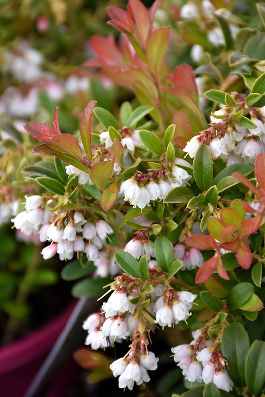 Lingonberry, Vaccinium vitis-idea 'Koralle'