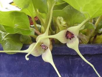 White Flowered Wild Ginger, Asarum caudatum f. album