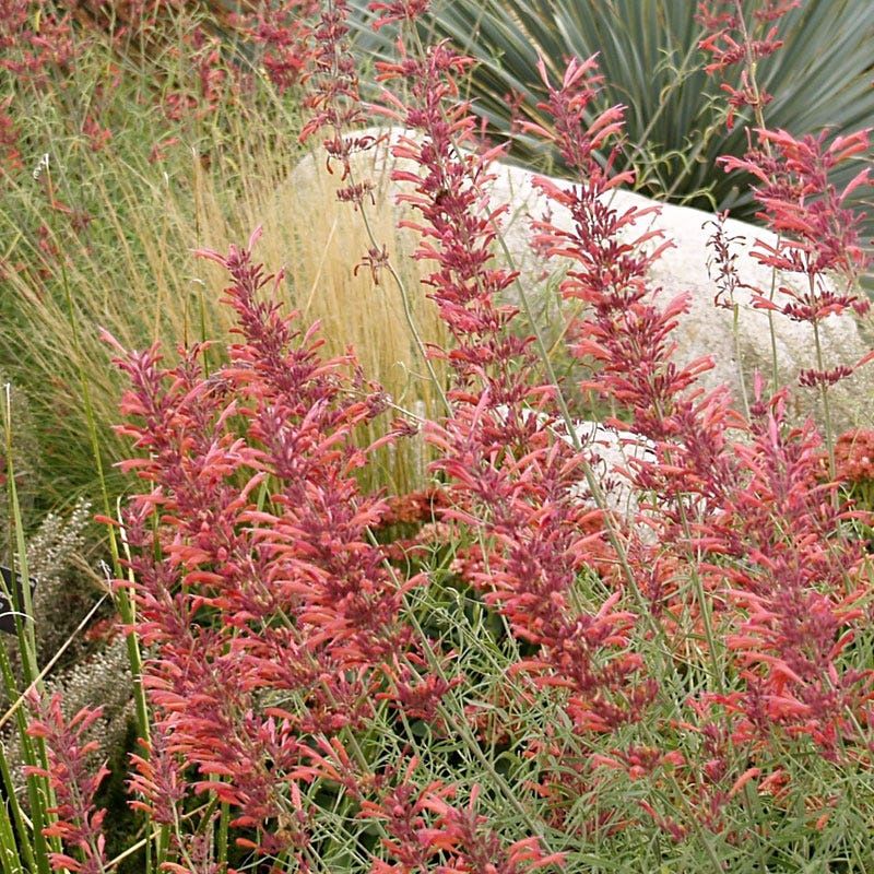 Hyssop, Sunset Agastache  rupestris