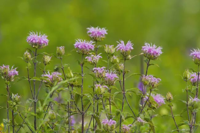Bergamot, Wild  Monarda fistulosa