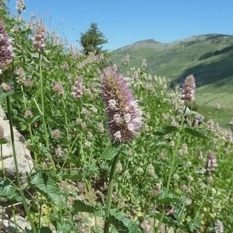 Hyssop,  nettle-leaf giant- Agastache urticifolia var. urticifolia,