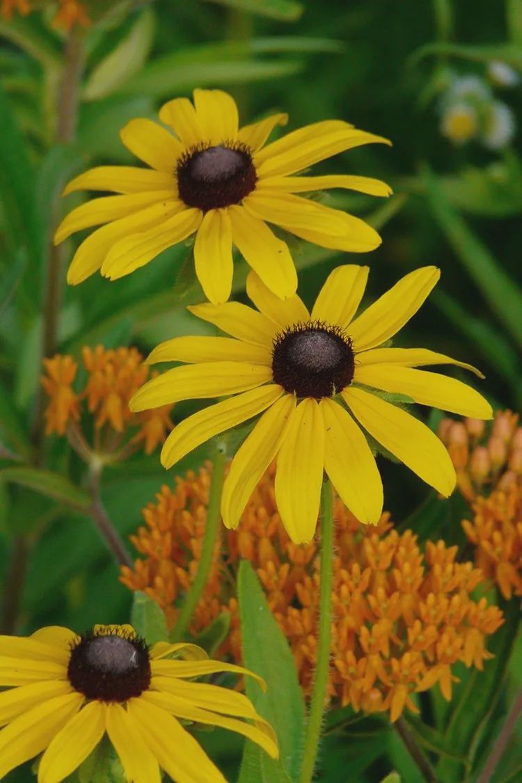 Black Eyed Susan Rudbeckia hirta