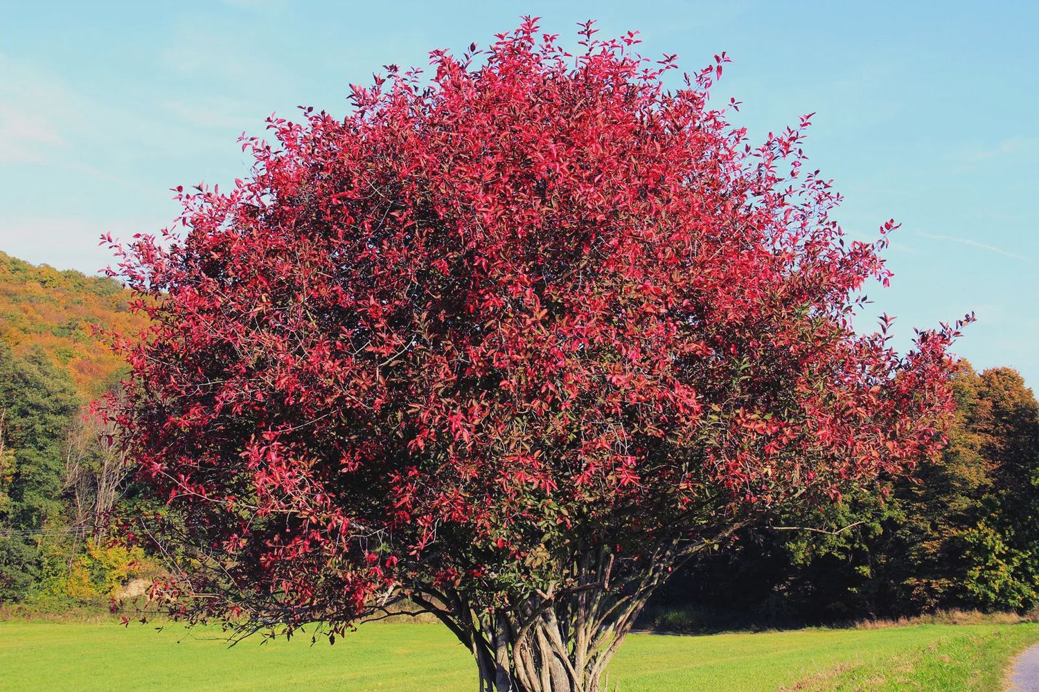 Wahoo, Western Euonymus occidentalis