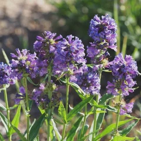Beardtongue, Rydberg's Penstemon rydbergii