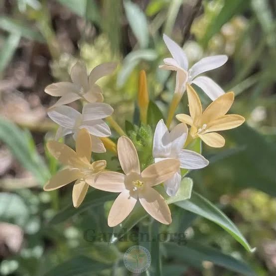 Collomia, Collomia grandiflora