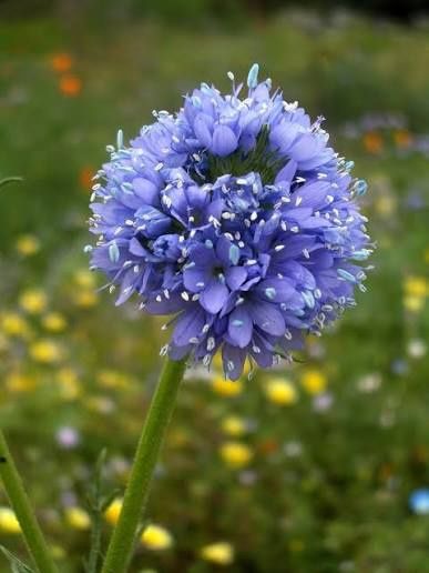 Gilia, Blue-headed, Gilia capitata
