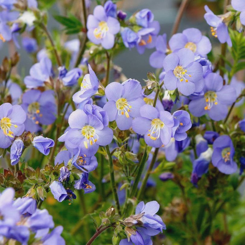 Jacob's Ladder, var. Hurricane Ridge, Polemonium sp.