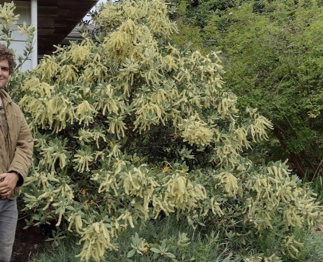 Oak, Tanbark Lithocarpos densiflora ssp. echinoides