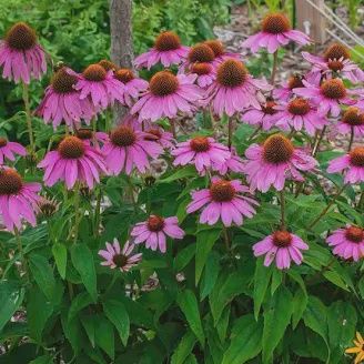 Coneflower, Purple Echinacea purpurea 'Magnus'