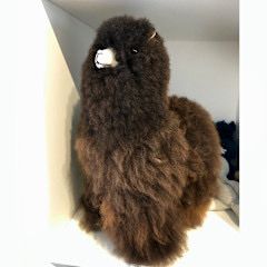 Large Alpaca Pets