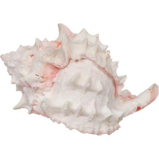 Zoo Med Hermit Crab Growth Shell Extra Large