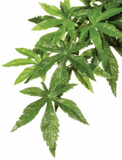 Exo Terra Silk Terrarium Plant  Large  Abutilon