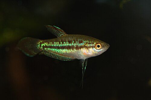 Sparkling Gourami (Trichopsis pumila)
