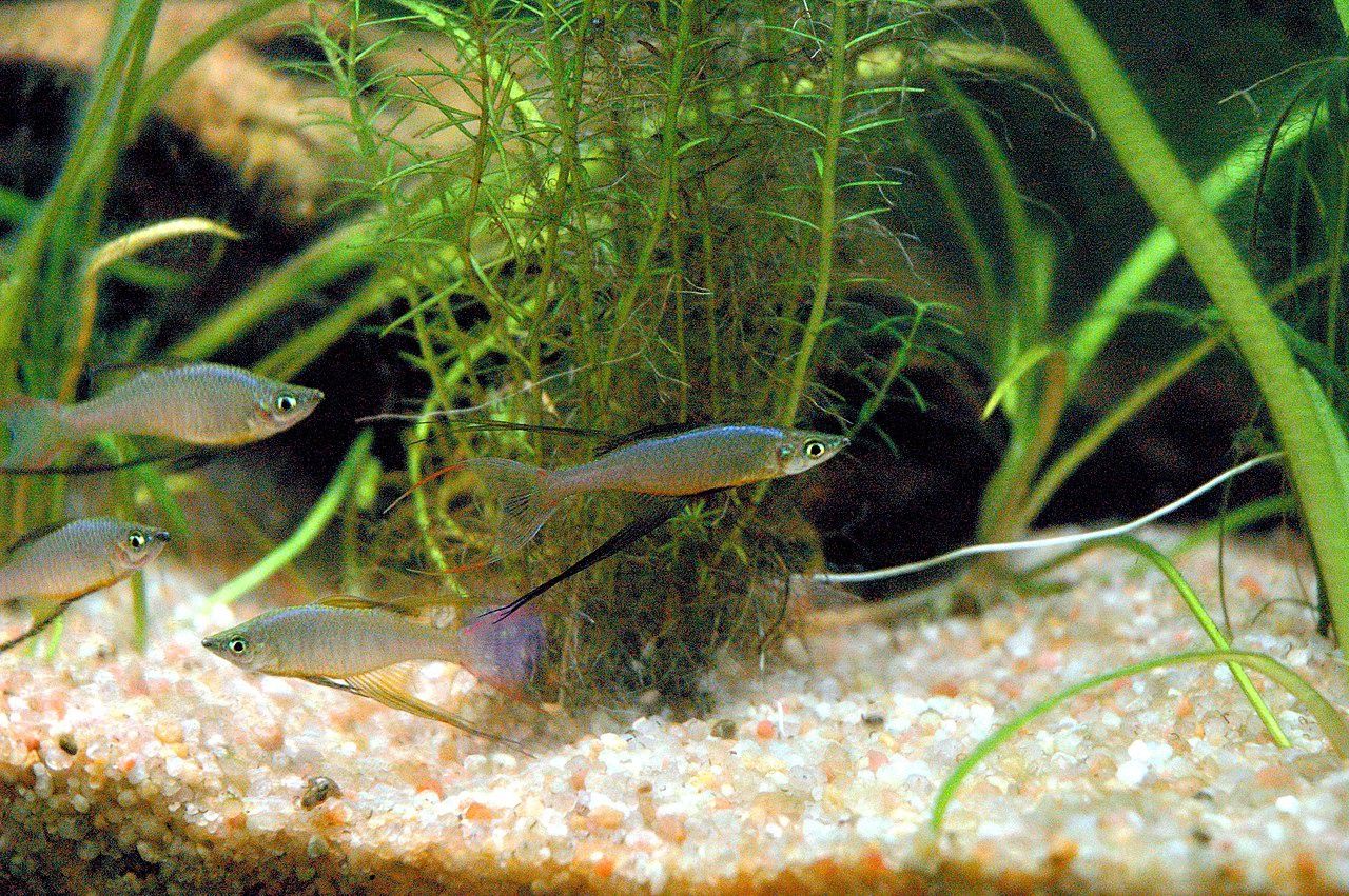 Threadfin Rainbow (Iriatherina werneri)