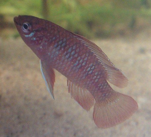 scarlet badis (Dario dario)