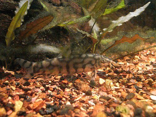 Yo-Yo Loach (Botia almorhae)