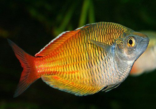 Boesemani Rainbowfish (Melanotaenia boesemani)