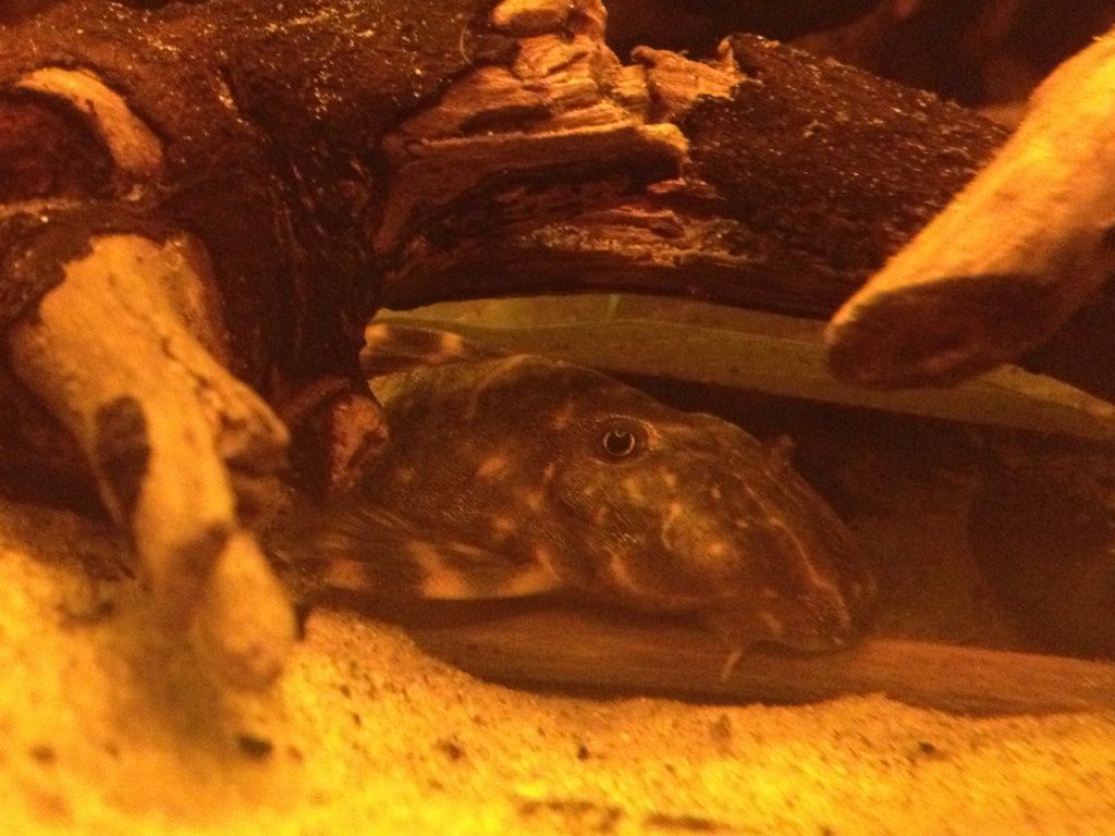 Clown Pleco (Panaqolus maccus) L-103