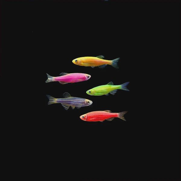Glo zebrafish (Danio rerio)