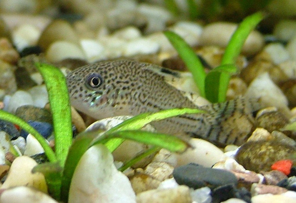 Julii Corydora (Corydoras julii)