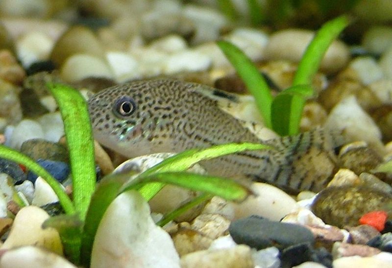 Julii Corydora (Corydoras julii)
