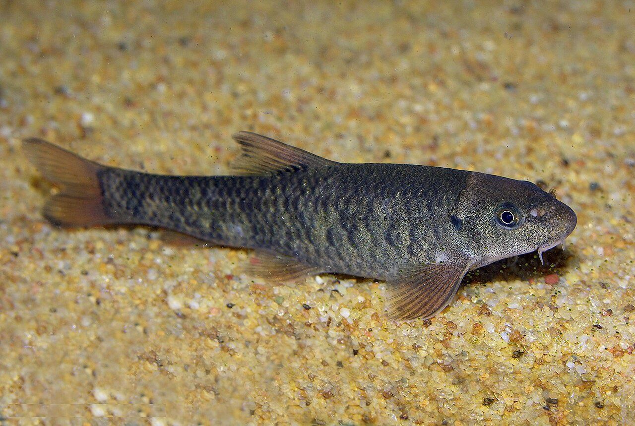 Doctor Fish aka Pedicure Fish (Garra rufa)