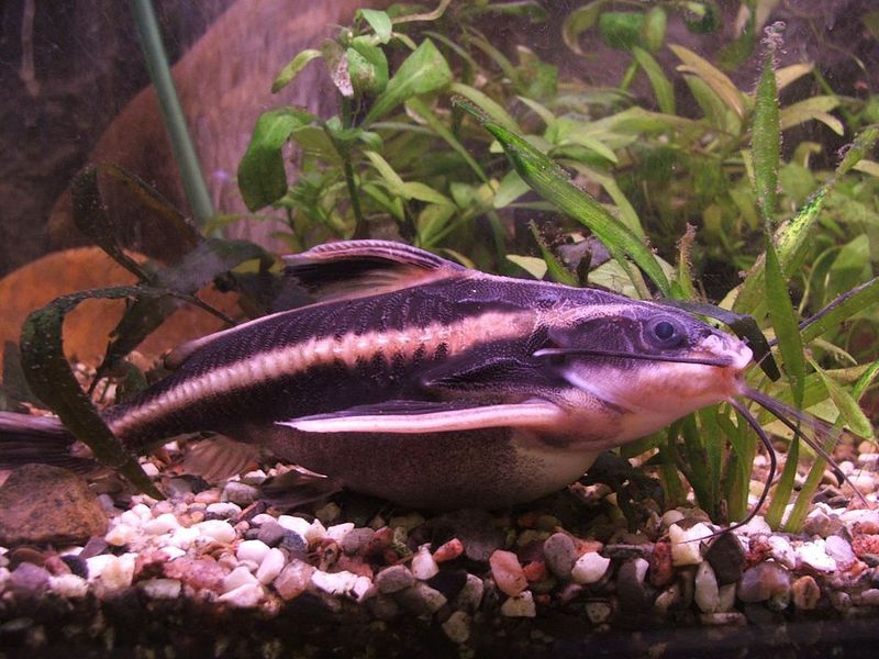 Striped Raphael AKA Talking Catfish (Platydoras armatulus)