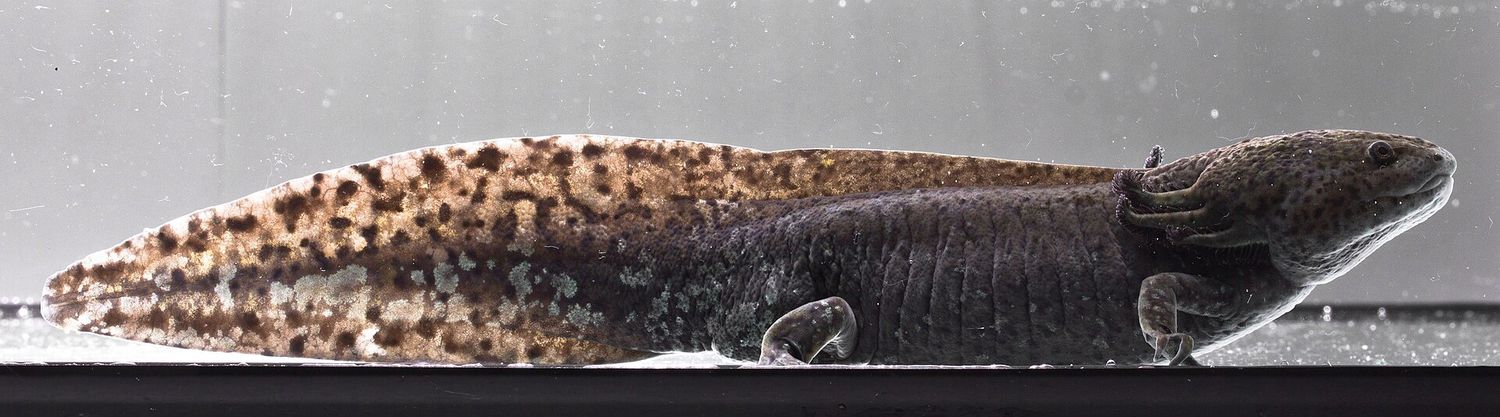 Assorted Axolotl (Ambystoma mexicanum)