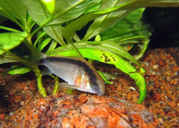 Skunk Cory (Corydoras arcuatus)